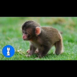 Meet your Posher, Wesley